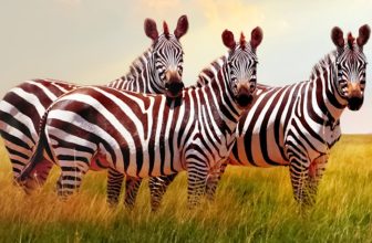 Travelsphere.co.uk – Student Deals and Offers