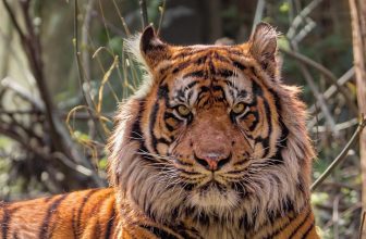 Zoological Society of London – London Zoo Student Discount Deals and Offers